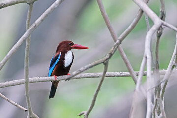A kingfisher on a branch in nature