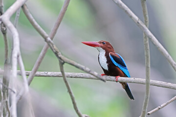 A kingfisher on a branch in nature