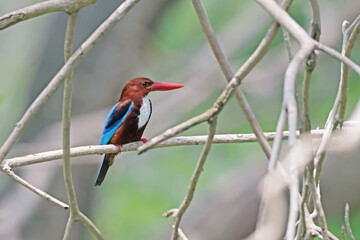 A kingfisher on a branch in nature