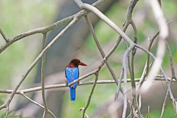 A kingfisher on a branch in nature