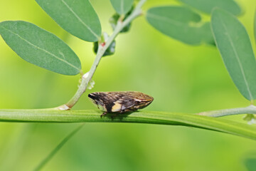 bug on a leaf