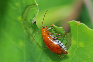 A ladybug on leaf