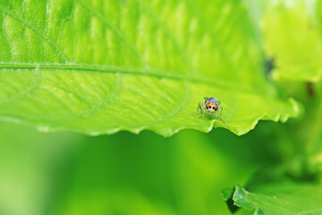 fly on leaf