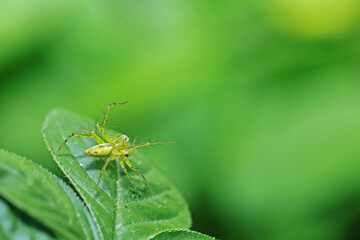 A link spider on leaf