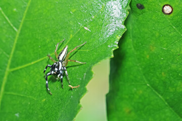 A jumper spider on green leaf
