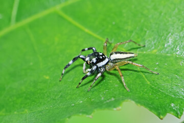 A jumper spider on green leaf