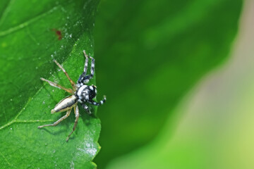A jumper spider on green leaf