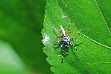 A jumper spider on green leaf