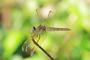 dragonfly on a branch