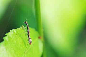 A grasshopper on leaf