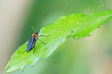 a mosquito on green leaf