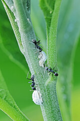 a black ants on a branch