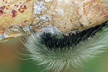 moth caterpillar on the tree