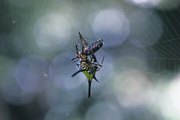 a spiny spider and prey on web