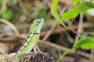 green lizard on a tree