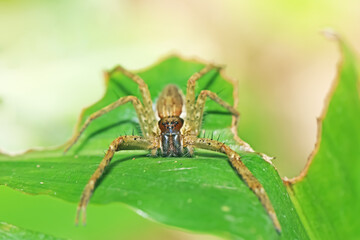 A long leg spider on green leaf