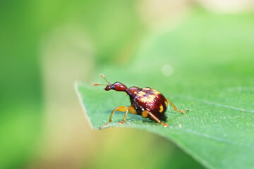 a red bug on a leaf