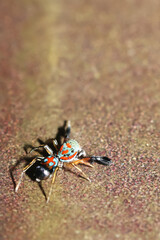A jumper spider on ground