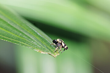 A jumper spider on green leaf