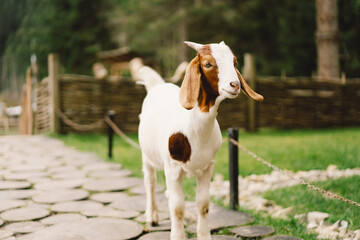 Beautiful little goat on the farm. Animals on farming, agriculture.