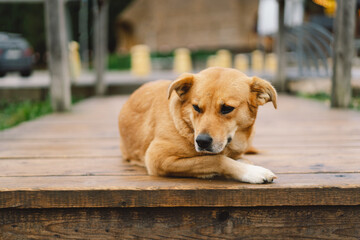 Sad and lonely dog laying down on a wooden floor in an outdoors. Dog with sad eyes waiting for the owner