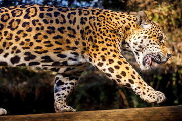 Naklejka na ściany i meble Jaguar Panthera onca majestic feline, hunting in Pantanal, Brazil