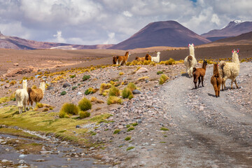 Llamas Alpacas in the wild of Atacama Desert, Andes altiplano, Chile