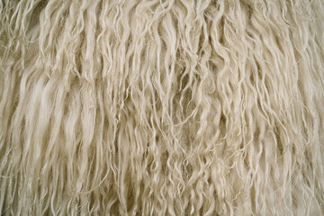 Sheep skin texture. Sheepskin Background. White wool texture background. Natural fluffy fur sheep...