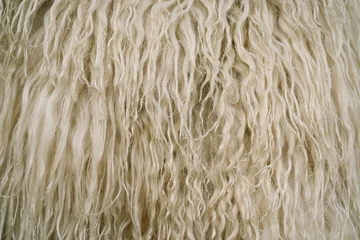 Gordijnen Sheep skin texture. Sheepskin Background. White wool texture background. Natural fluffy fur sheep wool skin texture. Beige color carpet. © Анастасія Стягайло