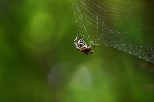 蜘蛛の巣とクモ