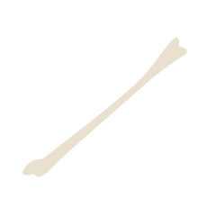 bone illustration