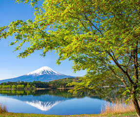 富士山と新緑