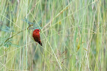 The Red avadavat on field in nature