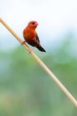 The Red avadavat on field in nature