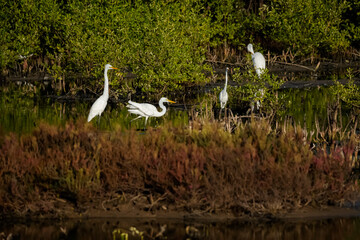 A white heron on mangrove forest