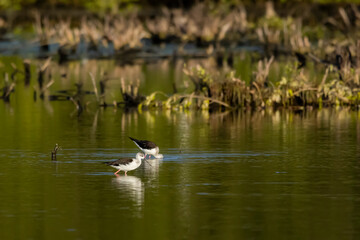 A sea birds on mangrove forest