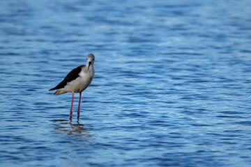 A sea birds on mangrove forest