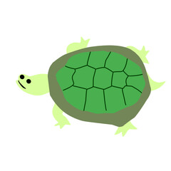 green turtle