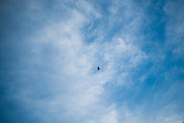 bird in the blue sky