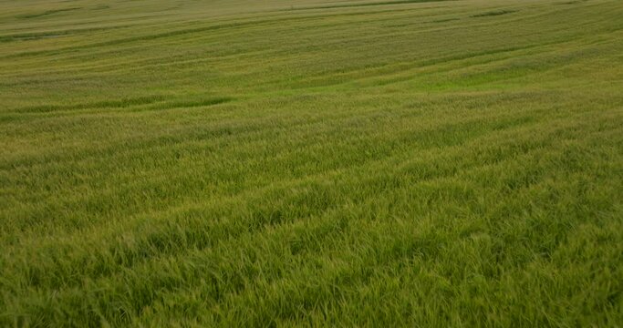 Flying over endless fields of lush green wheat grain crop
