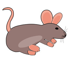 rat illustration