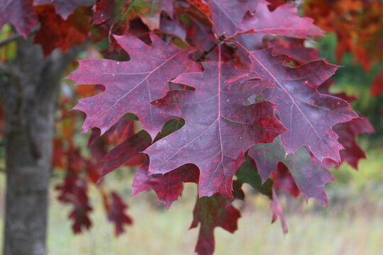 Closeup of northern red oak leaves with fall colors at Independence Grove Forest Preserve in Libertyville, Illinois
