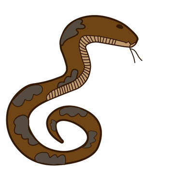 Snake Illustration