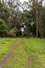 path in the forest among the trees