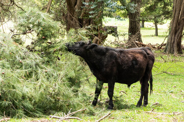 cow eating in the forest