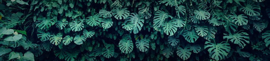 Naklejka na ściany i meble Group of dark green tropical leaves background, Nature Lush Foliage Leaf Texture, tropical leaf