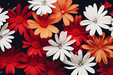 Valentine Red and white Gerbera