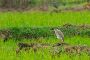 Obraz na płótnie Canvas Stork in paddy field