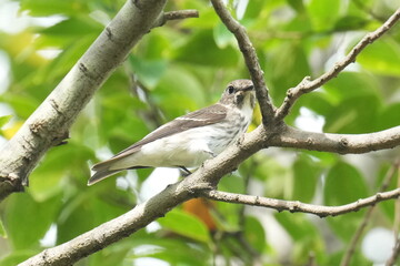 grey streaked flycatcher on a perch