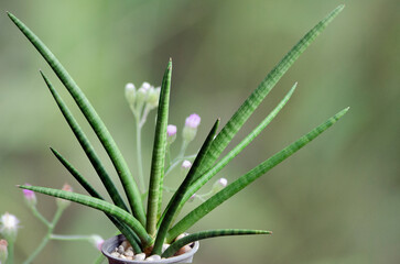 Beautiful branches of spear Sansevieria in garden